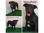 Adopt Woodford a Black Boxer / Mixed Breed (Medium) / Mixed dog in Boaz