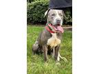 Adopt Manny a American Staffordshire Terrier / American Pit Bull Terrier / Mixed