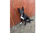 Adopt Roko a Black - with White Border Collie / Mixed dog in Saint Paul