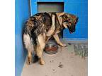 Adopt Barbie a Gray/Silver/Salt & Pepper - with Black Shepherd (Unknown Type) /