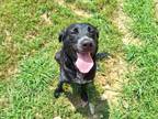 Adopt NOVA REN a Black Labrador Retriever / Australian Cattle Dog / Mixed dog in