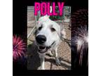 Adopt Polly a White - with Tan, Yellow or Fawn Anatolian Shepherd / Mixed dog in
