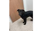 Adopt LASAGNA a Black Shepherd (Unknown Type) / Mixed dog in Houston