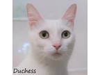 Adopt Dutchess (941) a White Domestic Shorthair / Domestic Shorthair / Mixed cat