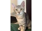 Adopt Lil Monster a Gray, Blue or Silver Tabby Domestic Shorthair (short coat)