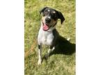 Adopt 81590 Beans a Black Labrador Retriever / Hound (Unknown Type) / Mixed dog