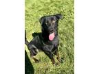 Adopt 80831 Daffy Duck a Black Labrador Retriever / Mixed dog in Spanish Fork