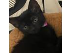 Adopt Emmie a All Black Domestic Shorthair / Mixed cat in San Jose