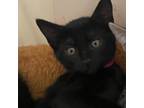 Adopt Callie a All Black Domestic Shorthair / Mixed cat in San Jose