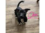 Adopt Cheri ???? a Black - with White Terrier (Unknown Type