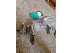 Adopt Walker a Gray or Blue (Mostly) Domestic Shorthair (short coat) cat in