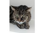 Adopt Bonnie a Domestic Shorthair / Mixed (short coat) cat in Neillsville