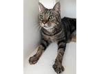 Adopt Twix a Domestic Shorthair / Mixed (short coat) cat in Neillsville