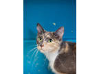 Adopt Nikita a All Black Domestic Shorthair / Domestic Shorthair / Mixed cat in