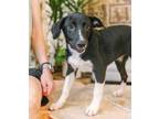 Adopt Loretta a White Labrador Retriever / Beagle / Mixed dog in Charleston