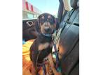 Adopt Diego a Black - with White Bloodhound / Mixed dog in TULSA, OK (39065153)