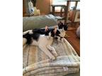 Adopt Zoey a Black & White or Tuxedo Domestic Shorthair / Mixed cat in