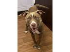Adopt Sylvester a Brown/Chocolate American Pit Bull Terrier / Mixed dog in Baton