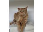 Adopt Dorm a Domestic Shorthair / Mixed (short coat) cat in Grand Forks
