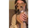 Adopt Dixie a Tan/Yellow/Fawn Terrier (Unknown Type, Small) / Labrador Retriever