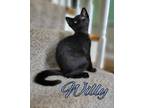 Adopt Willy a Domestic Short Hair