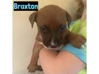 Adopt Braxton a Mixed Breed