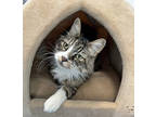 Adopt Meow a Brown or Chocolate Domestic Longhair / Mixed cat in Roseville