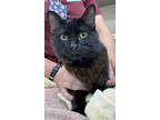 Adopt Hattie (at Smitten Kitten) a All Black Domestic Mediumhair / Domestic