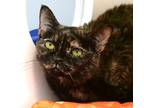 Adopt Aggy a Brown or Chocolate Domestic Shorthair / Domestic Shorthair / Mixed