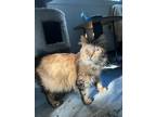 Adopt Misty a Brown or Chocolate Domestic Longhair / Domestic Shorthair / Mixed