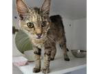 Adopt Janet FKA Jiji a Brown or Chocolate Domestic Shorthair / Mixed cat in