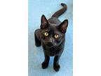 Adopt Spider Monkey a All Black Domestic Shorthair / Domestic Shorthair / Mixed