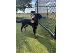 Adopt Bee a Black Shepherd (Unknown Type) / Mixed dog in Hutchinson