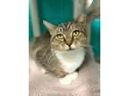 Adopt Bella a Brown or Chocolate Domestic Shorthair / Domestic Shorthair / Mixed