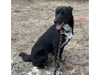 Adopt Vixie a Black Labrador Retriever / Mixed dog in Lakeside, AZ (39045385)