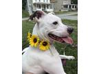 Adopt CeCe a White - with Black American Pit Bull Terrier / Boxer dog in Elkton