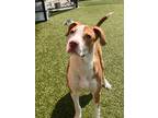 Adopt Dustin a Red/Golden/Orange/Chestnut American Pit Bull Terrier / Mixed dog