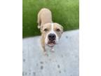 Adopt Versace a Tan/Yellow/Fawn American Pit Bull Terrier / Mixed dog in