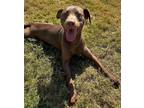 Adopt Hazel a Pit Bull Terrier / Mixed dog in Norman, OK (39023384)