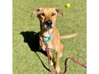 Adopt Cherry a Labrador Retriever / Mixed dog in Silverdale, WA (39057918)