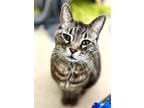 Adopt Kagura a Domestic Shorthair / Mixed cat in Santa Rosa, CA (39044618)