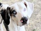 Adopt Apollo a White Mixed Breed (Large) / Mixed dog in Georgetown