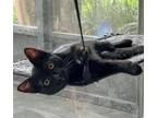Adopt Fern a All Black Domestic Shorthair / Mixed (short coat) cat in Orlando