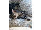 Adopt Alice (Kitten) a Brown Tabby Domestic Shorthair / Mixed (short coat) cat