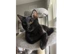Adopt Bogey a All Black Domestic Shorthair / Mixed (short coat) cat in Orlando