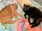Adopt Bean Bunny & Norman a Orange or Red Domestic Shorthair / Mixed (short