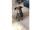 Adopt Apollo a Brown/Chocolate - with Tan Labrador Retriever / Husky dog in