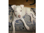 Adopt Jupiter a White Mixed Breed (Large) / Mixed dog in Kansas City