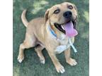 Adopt Kodiak a Brown/Chocolate Mixed Breed (Medium) / Mixed dog in Memphis