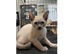 Adopt Zion SH a Tan or Fawn Domestic Mediumhair / Siamese / Mixed cat in